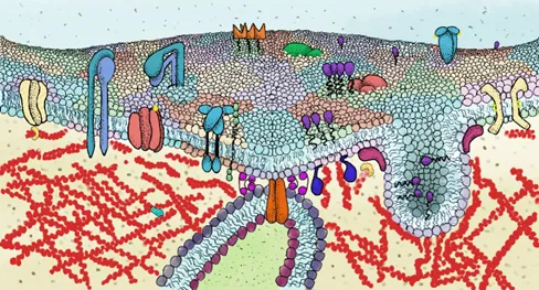 Cell membrane organization dynamics and function
